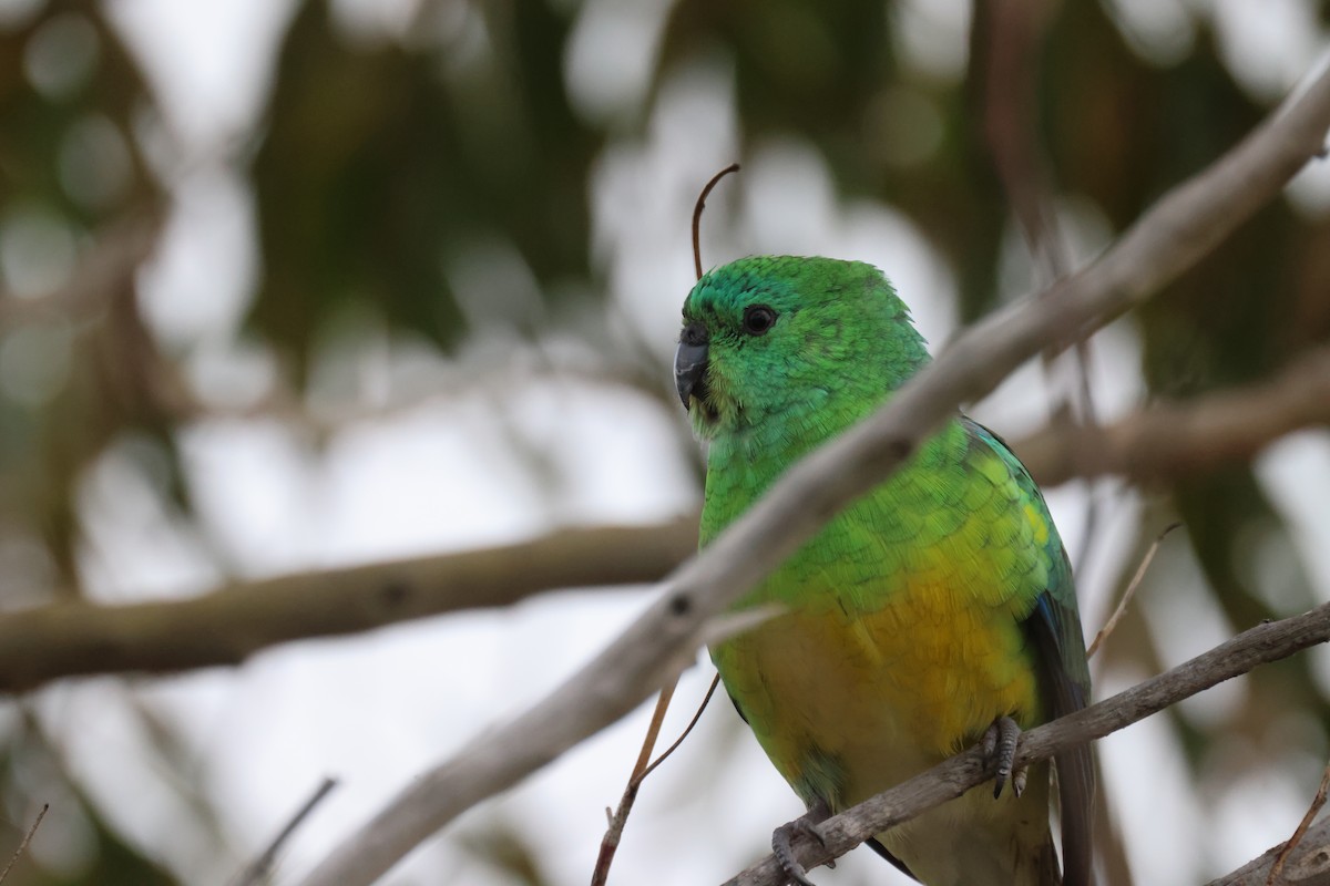 Red-rumped Parrot - ML620208427