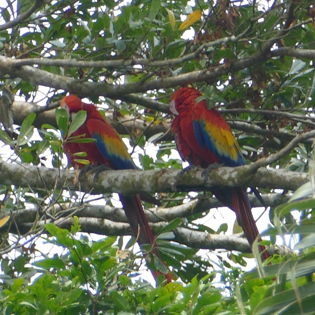 Scarlet Macaw - ML620208431