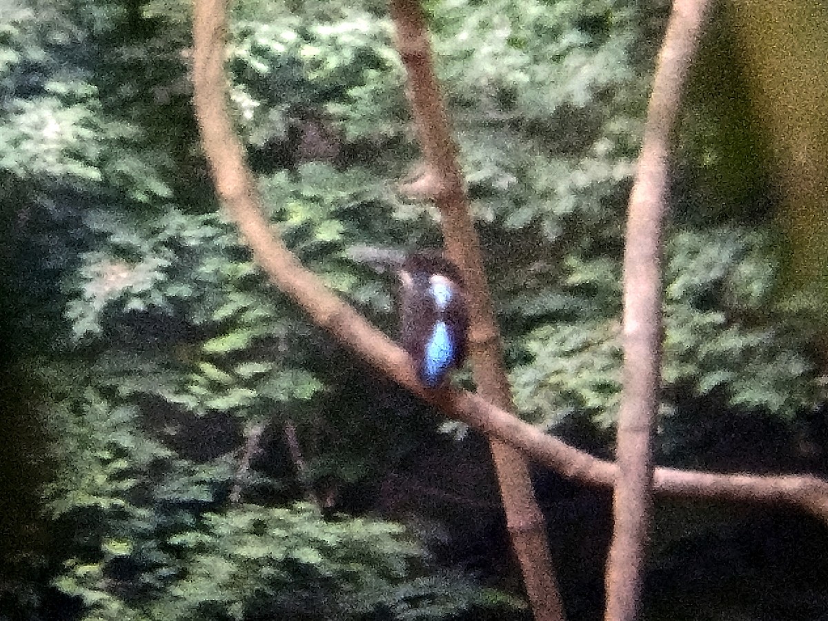 Malaysian Blue-banded Kingfisher - Lars Mannzen