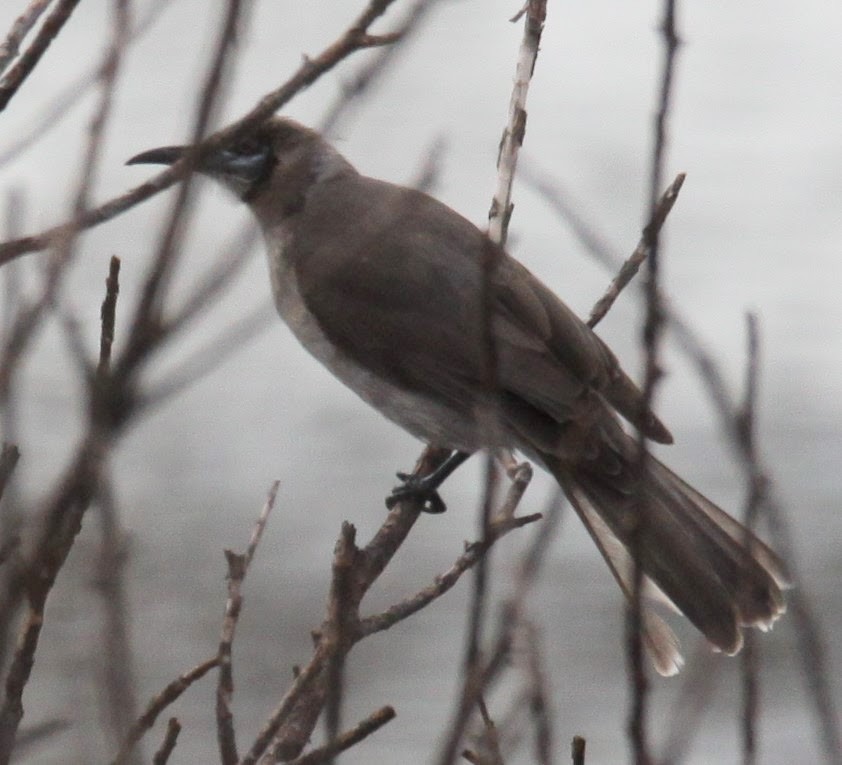 Little Friarbird - ML620208435