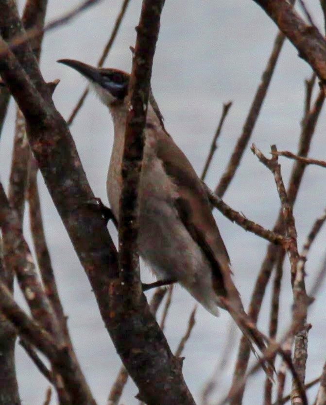 Little Friarbird - ML620208436