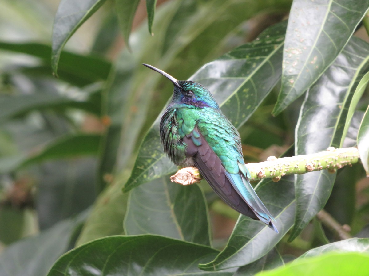kolibřík modrouchý - ML620208440