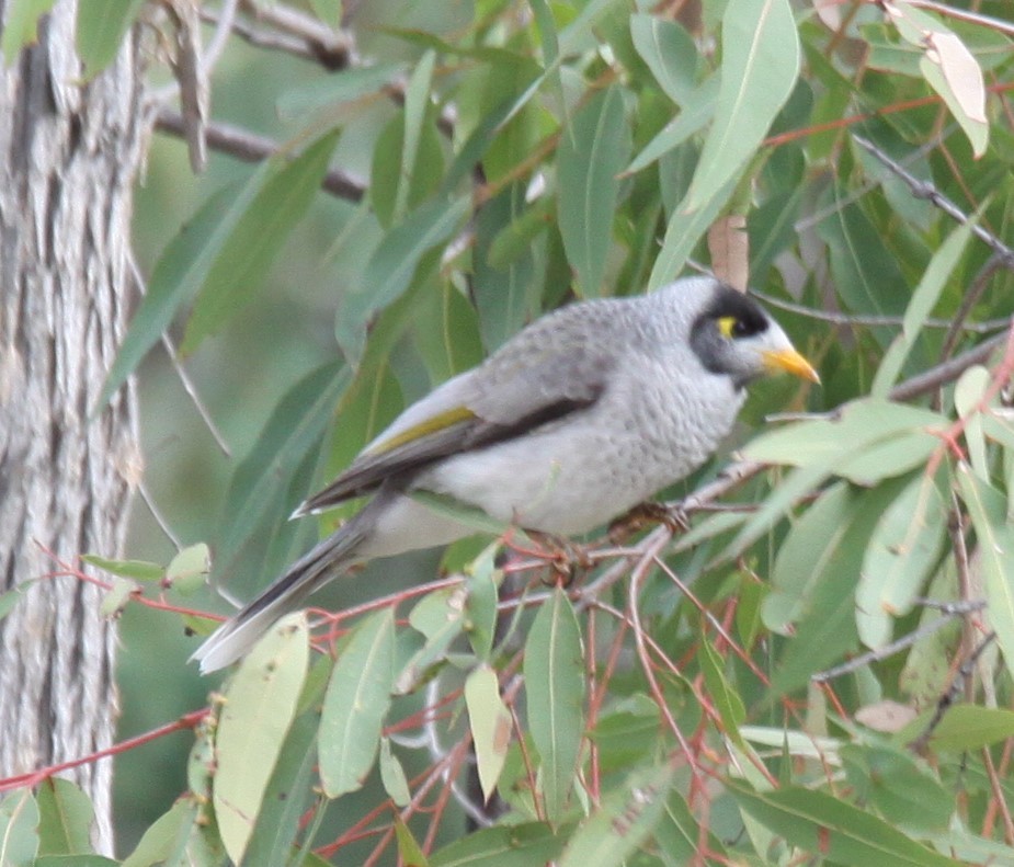 Noisy Miner - ML620208444