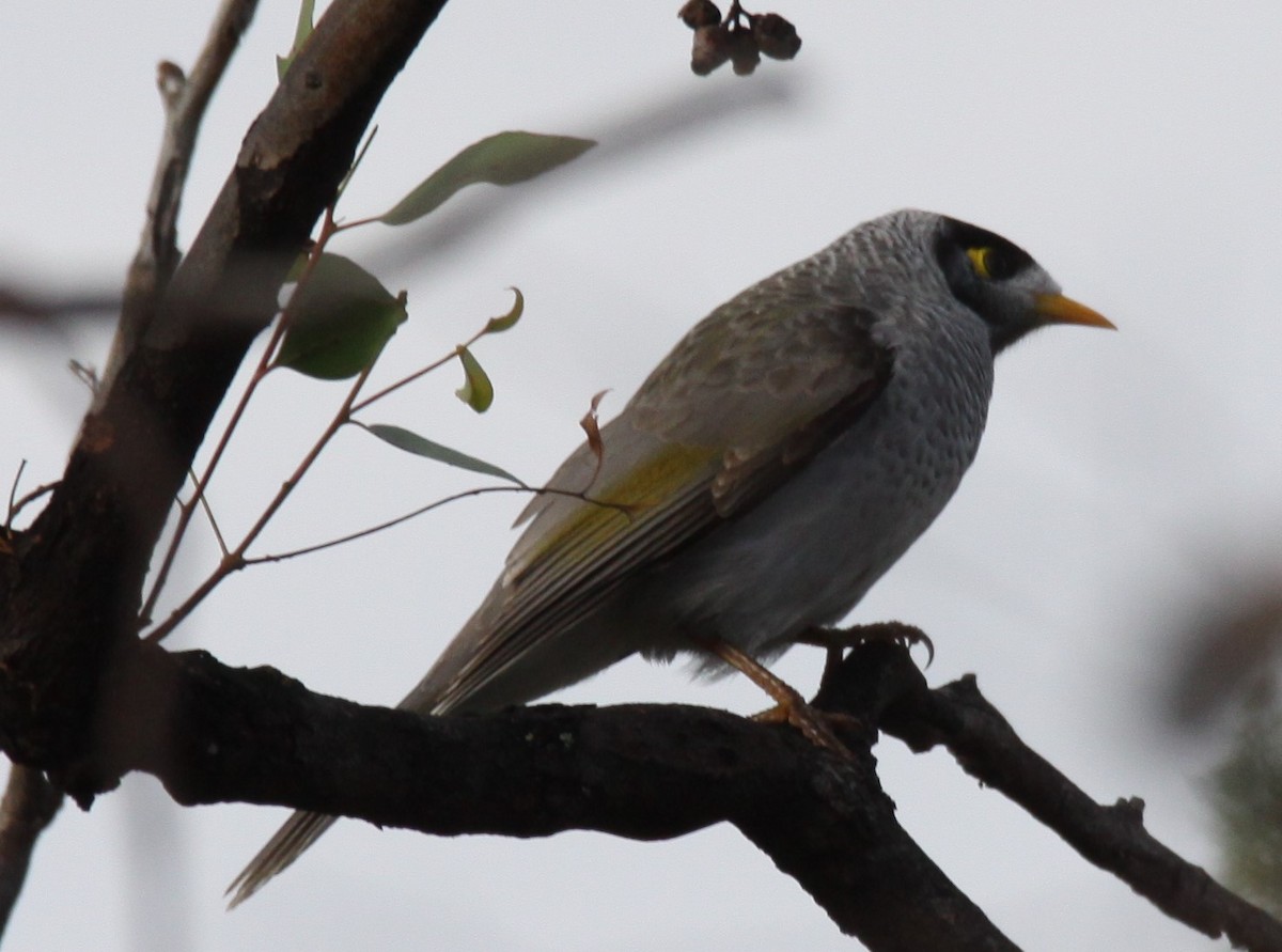 Noisy Miner - ML620208445