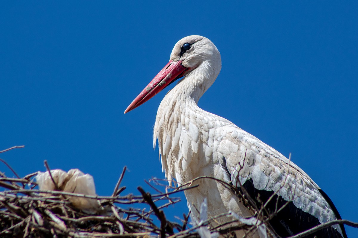 White Stork - ML620208447