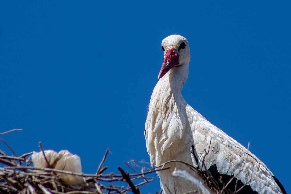 White Stork - ML620208448