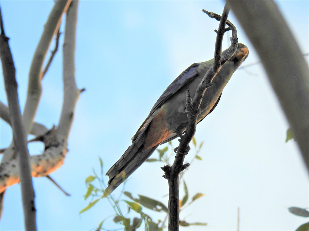 Pale-headed Rosella - ML620208454