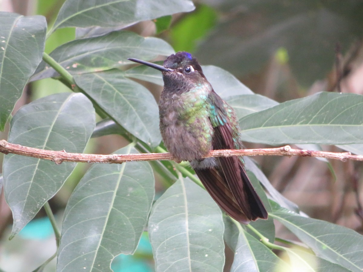 Colibri de la Talamanca - ML620208456