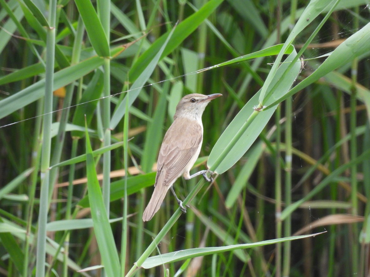 Oriental Reed Warbler - ML620208460