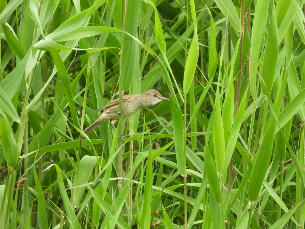 Oriental Reed Warbler - ML620208462