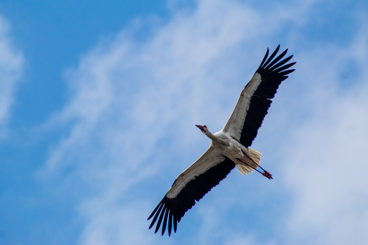 White Stork - ML620208475