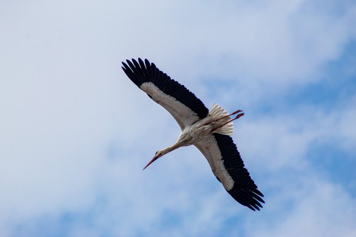 White Stork - ML620208476