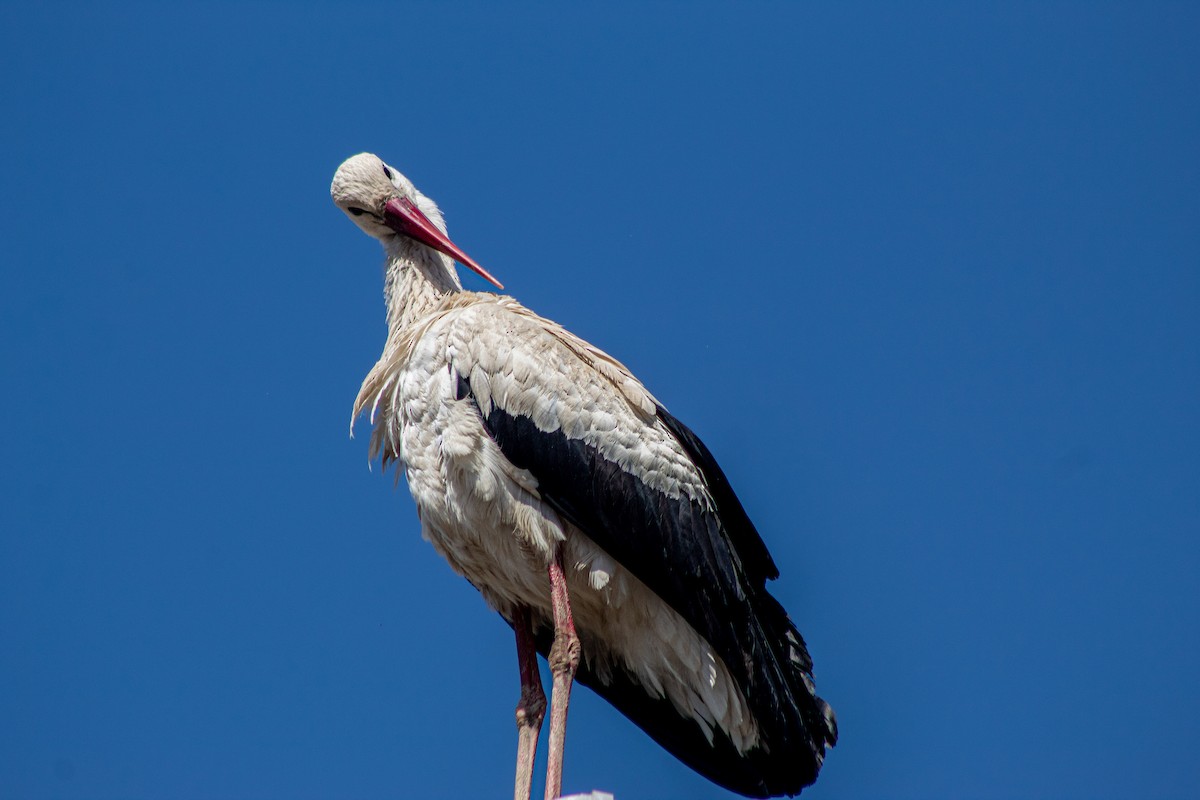 White Stork - ML620208477