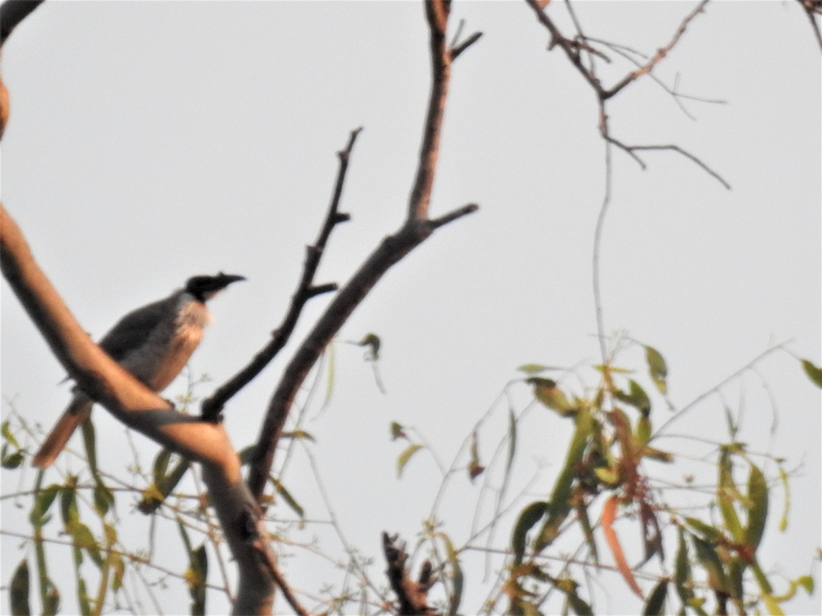 Noisy Friarbird - ML620208485