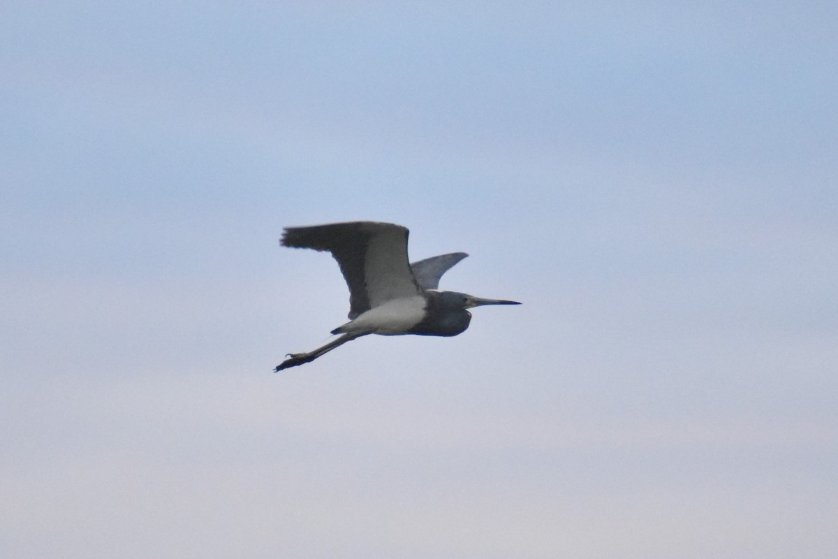 Tricolored Heron - ML620208491