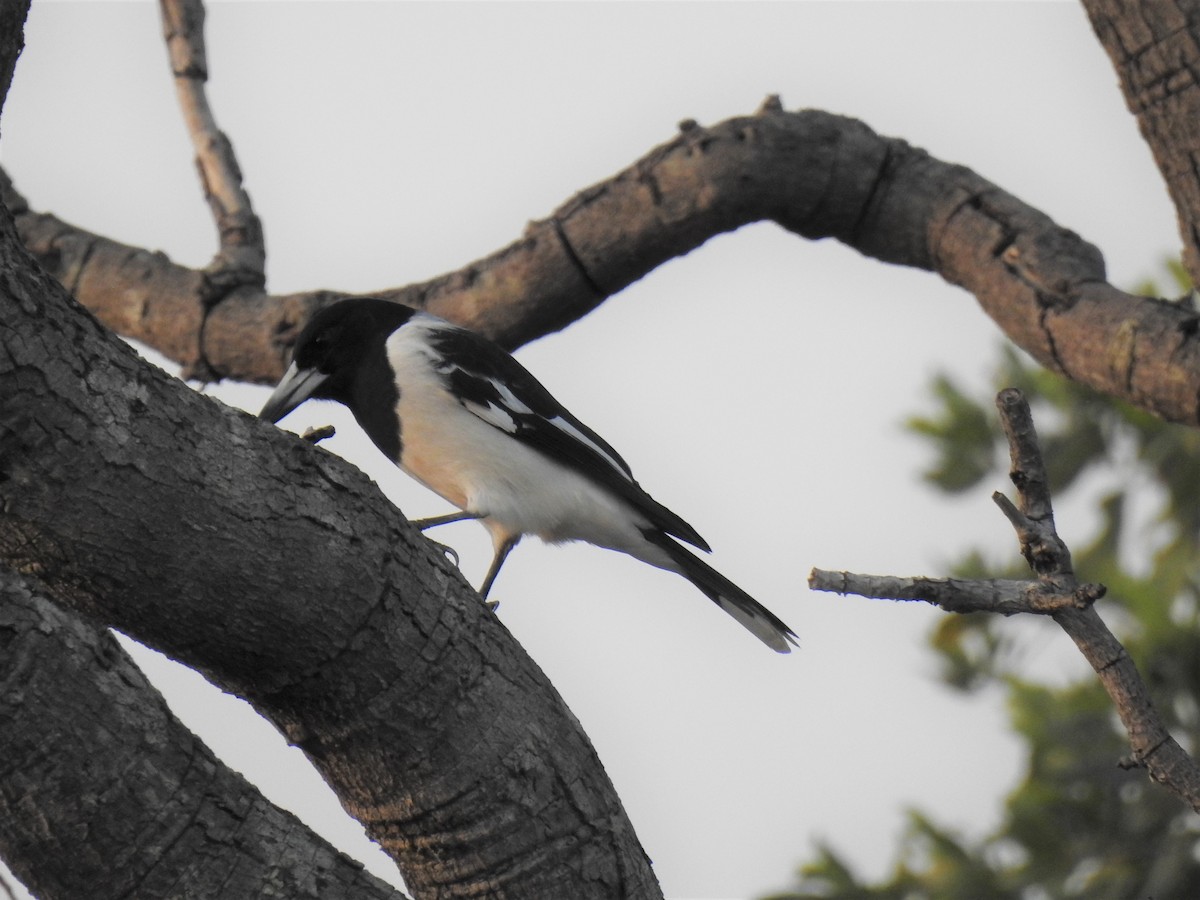 Pied Butcherbird - ML620208494