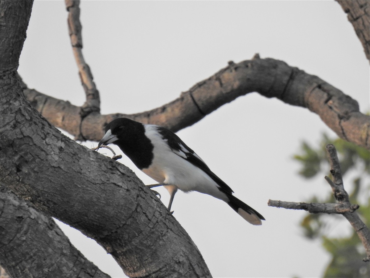 Pied Butcherbird - ML620208496