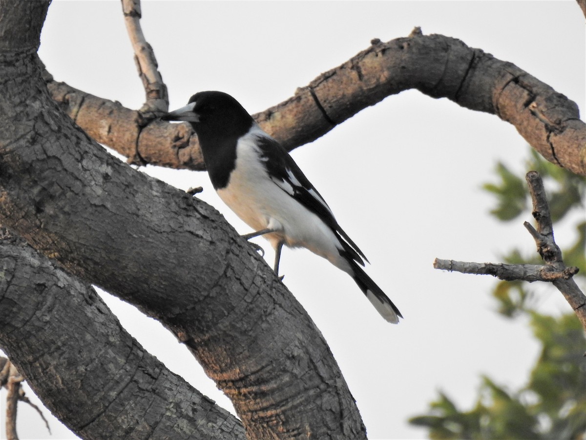 Pied Butcherbird - ML620208498