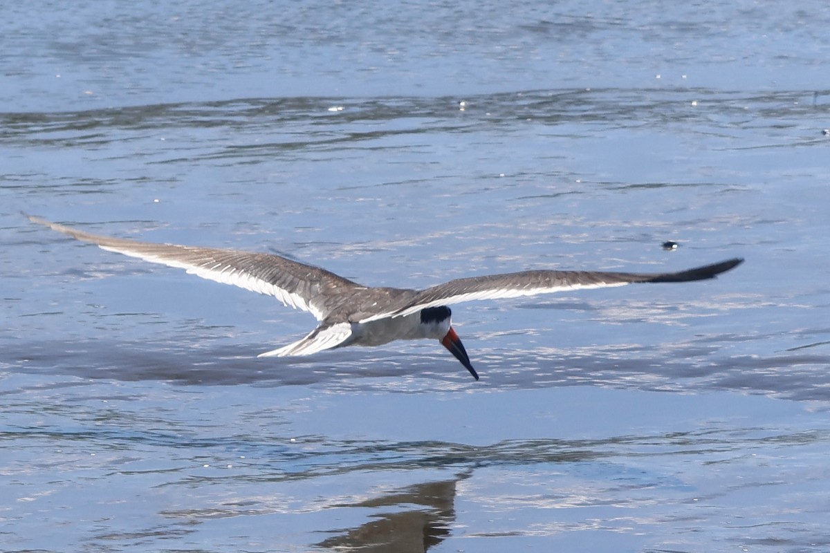 Black Skimmer - ML620208499