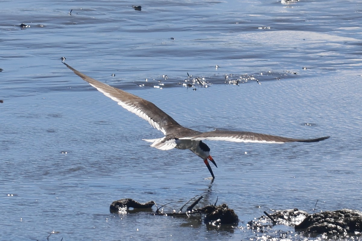 Black Skimmer - ML620208500