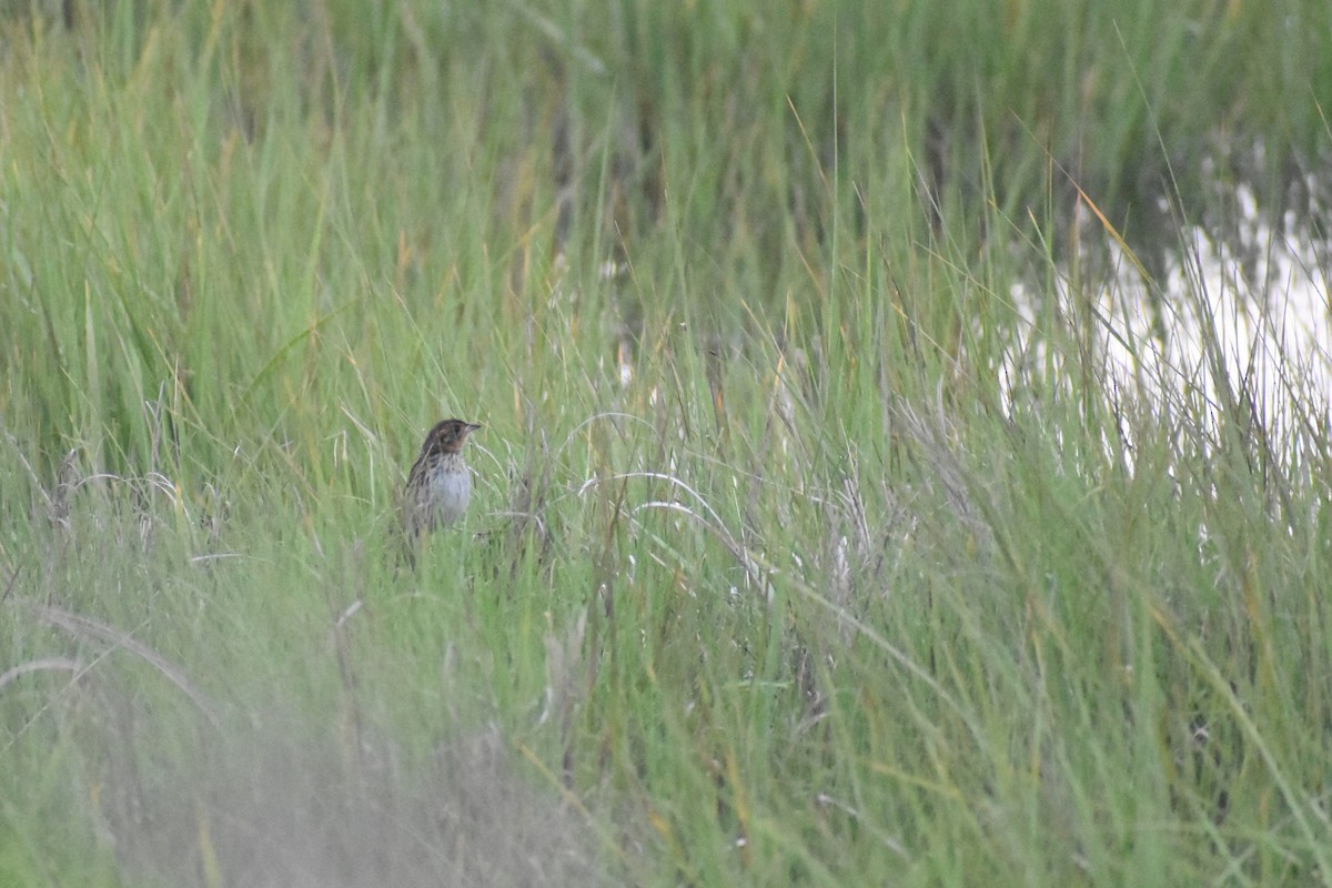 Saltmarsh Sparrow - ML620208502