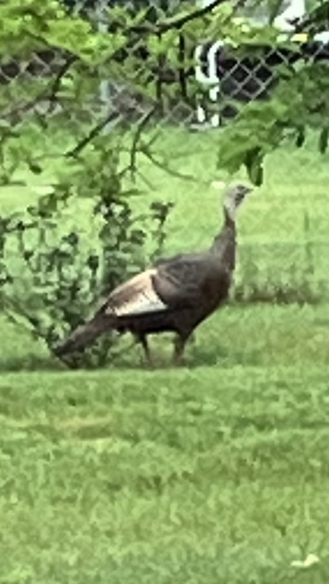 Wild Turkey - ML620208503