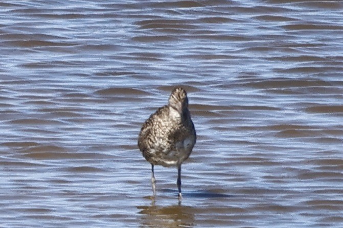 Willet - ML620208504