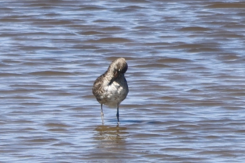 Willet - ML620208505