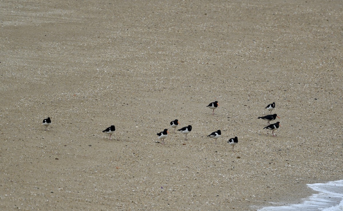 Eurasian Oystercatcher - ML620208517