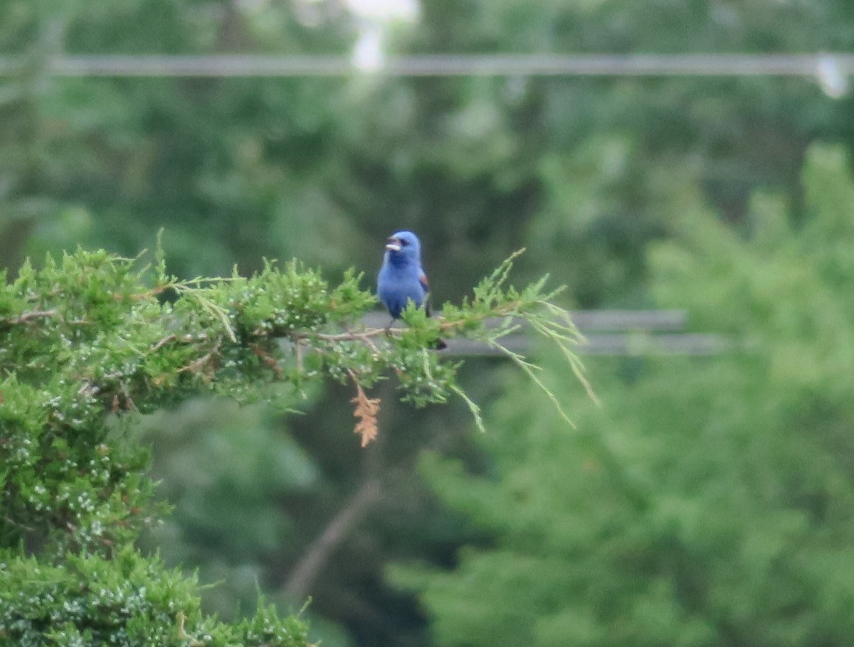 Blue Grosbeak - ML620208521