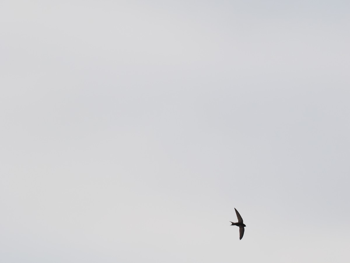 Common Swift - ML620208522