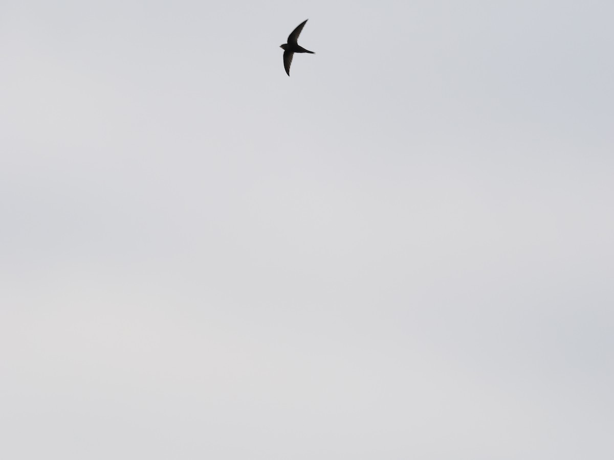 Common Swift - ML620208523