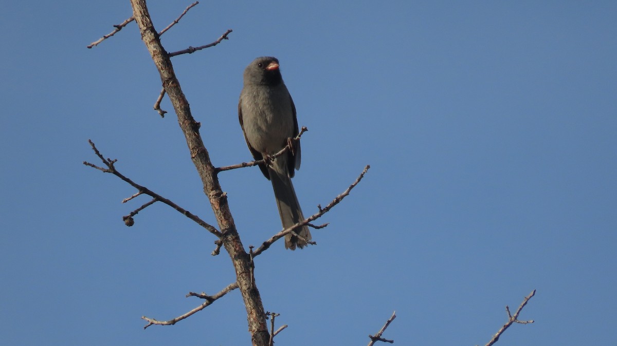 Black-chinned Sparrow - ML620208532