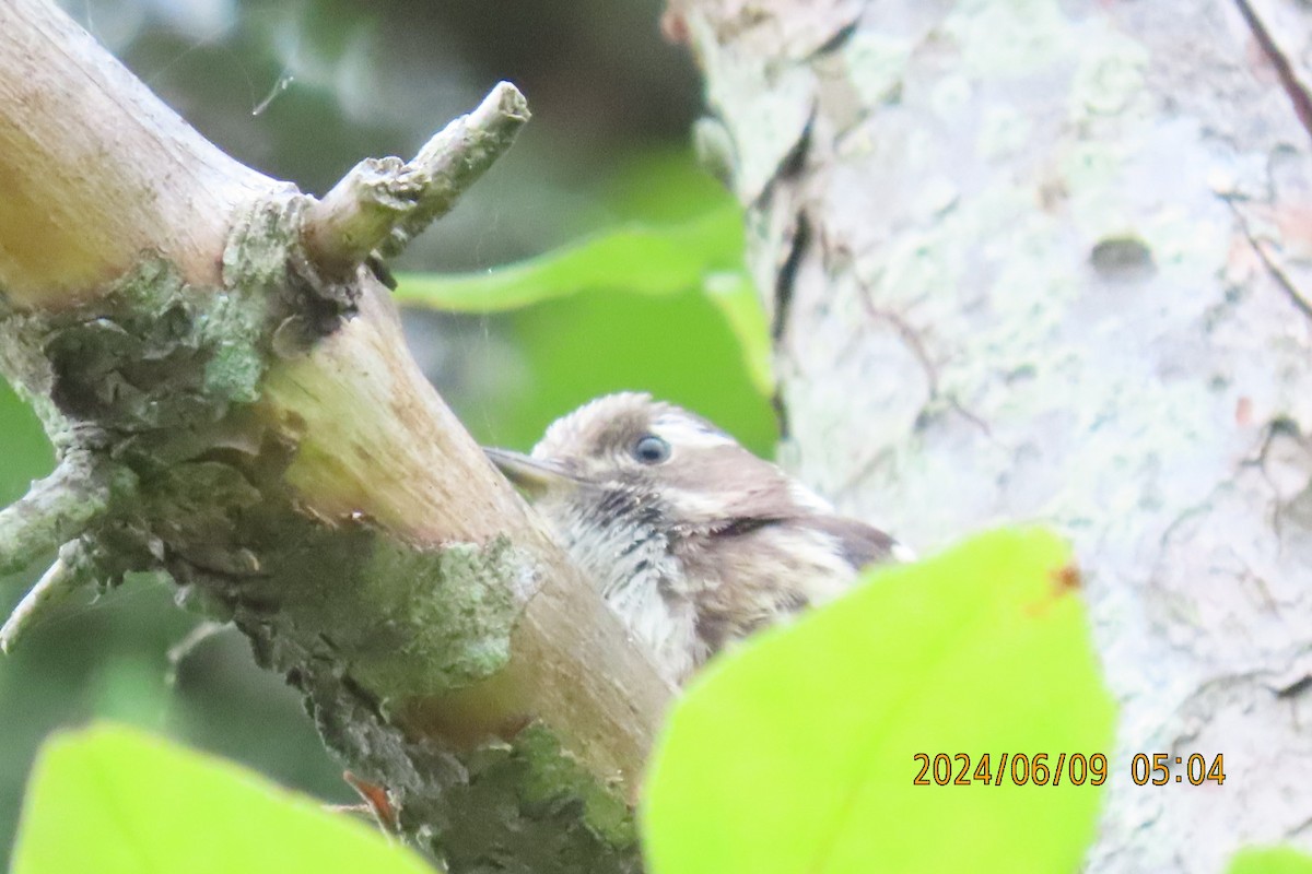 Japanese Pygmy Woodpecker - ML620208535