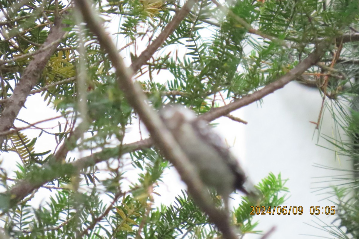 Japanese Pygmy Woodpecker - ML620208536