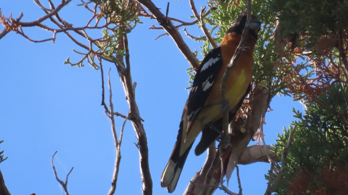 Black-headed Grosbeak - ML620208538