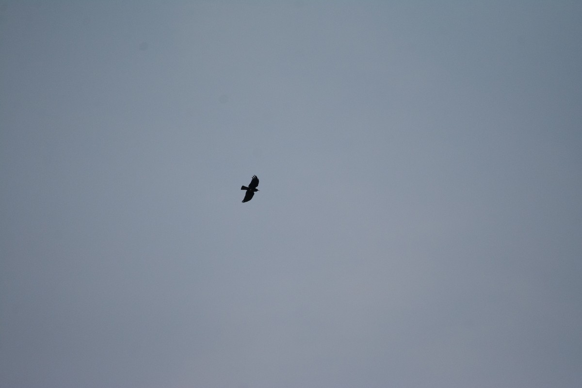 Red-billed Chough (Red-billed) - ML620208550