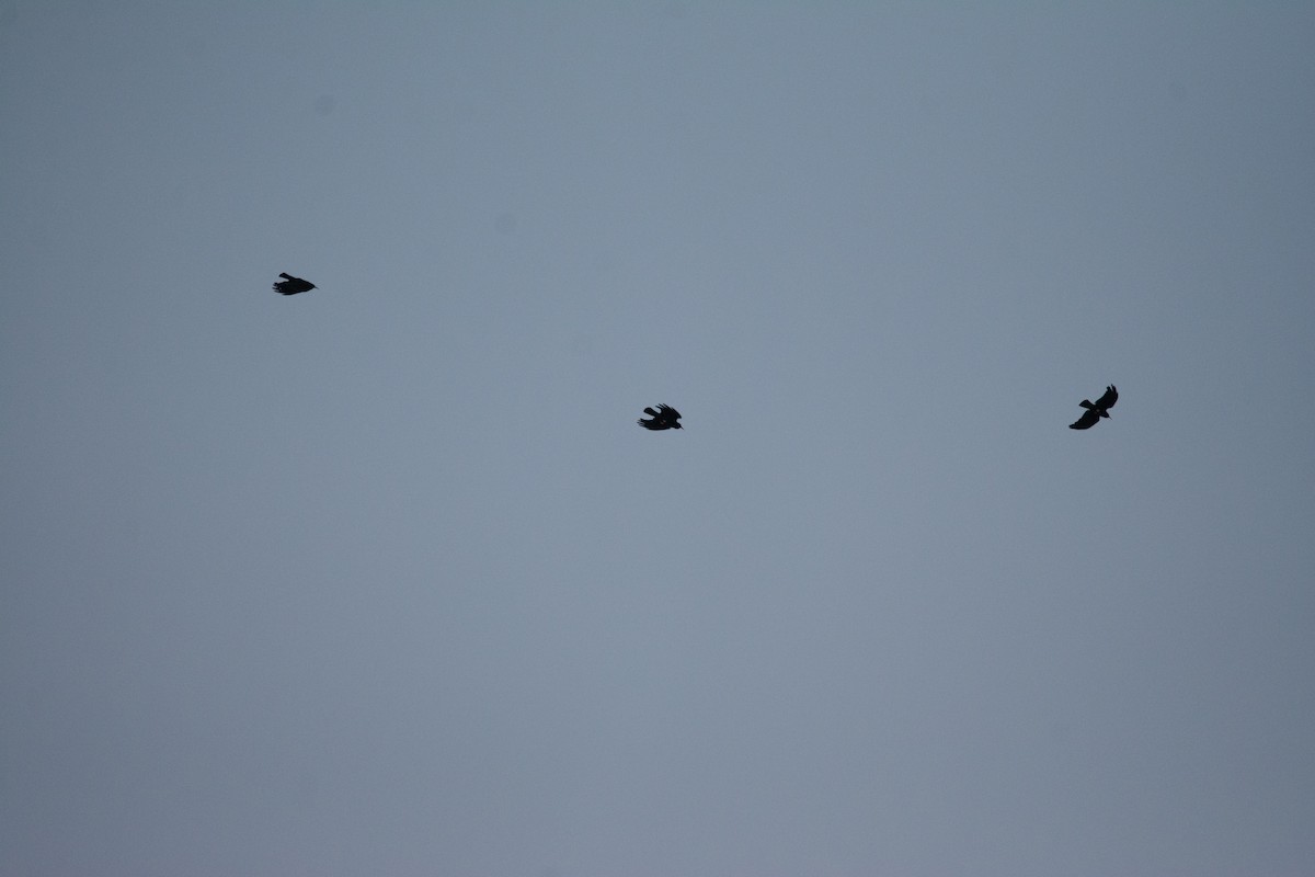 Red-billed Chough (Red-billed) - ML620208551