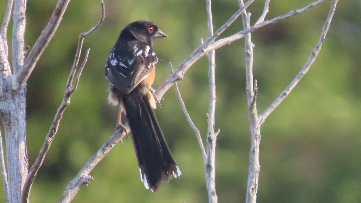 ホシワキアカトウヒチョウ（maculatus グループ） - ML620208568