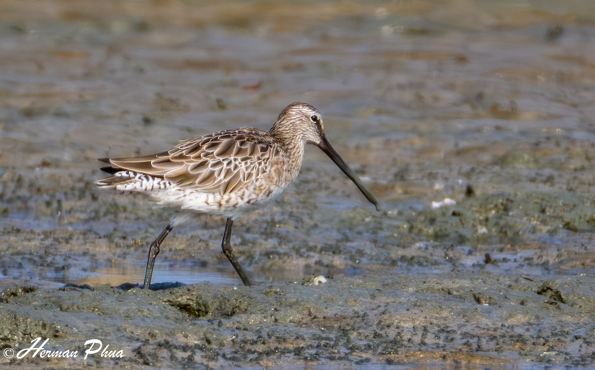 Asian Dowitcher - ML620208569