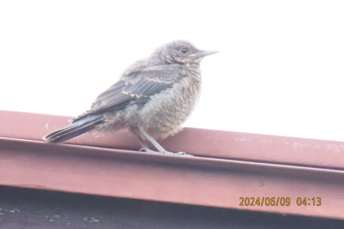 Blue Rock-Thrush - ML620208572