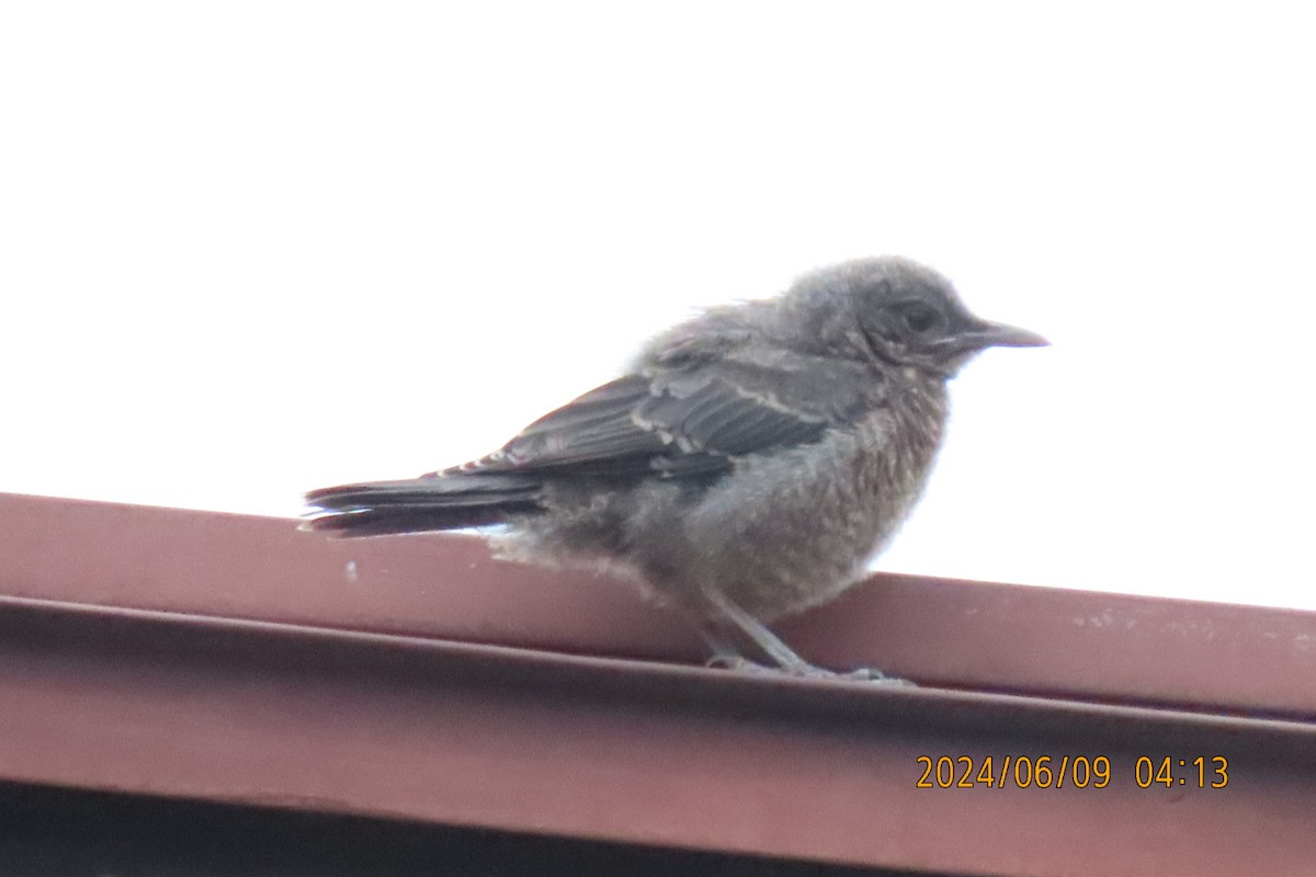 Blue Rock-Thrush - ML620208574