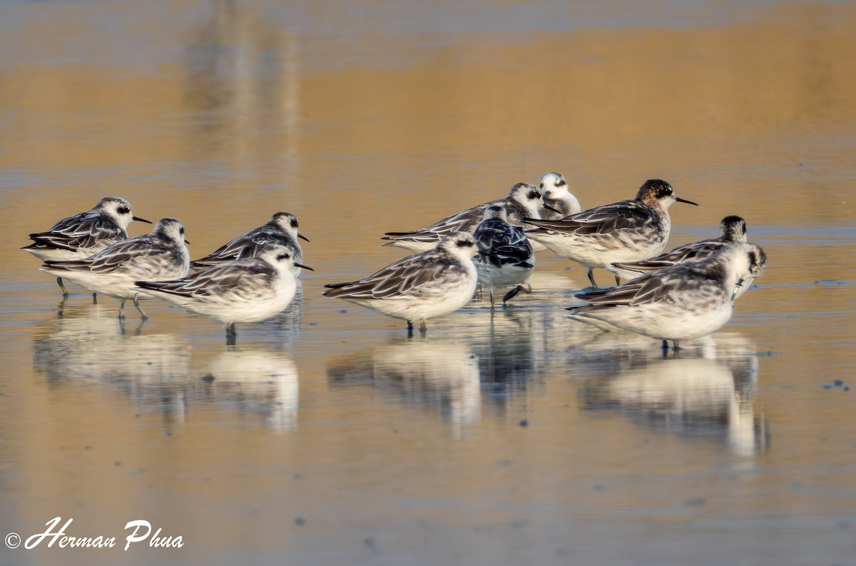 Red-necked Phalarope - ML620208576