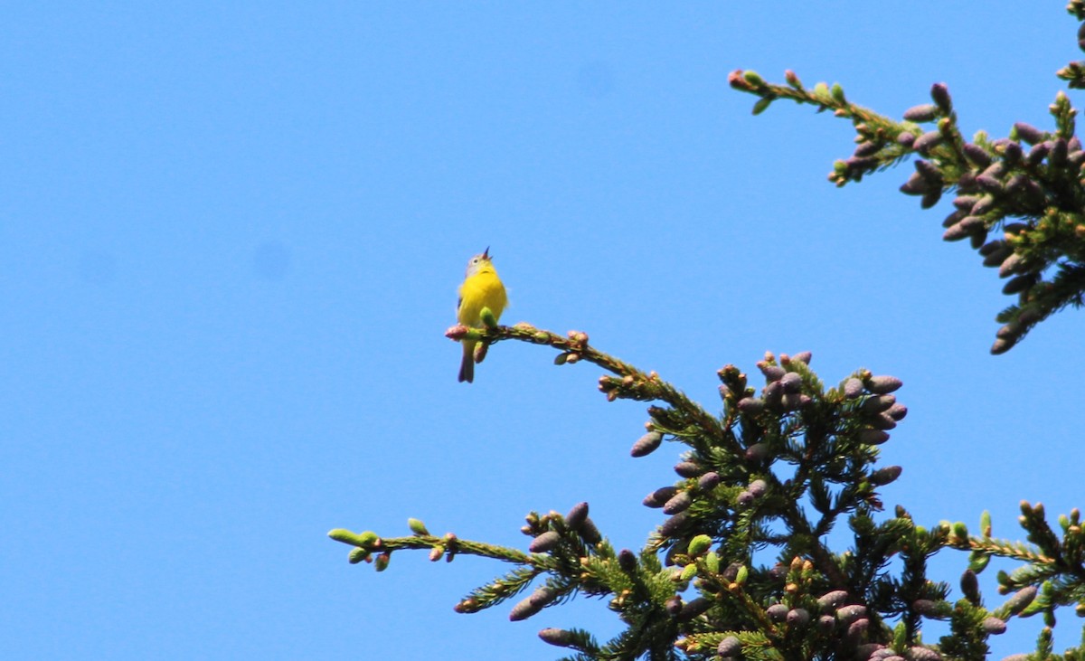 Nashville Warbler - ML620208577