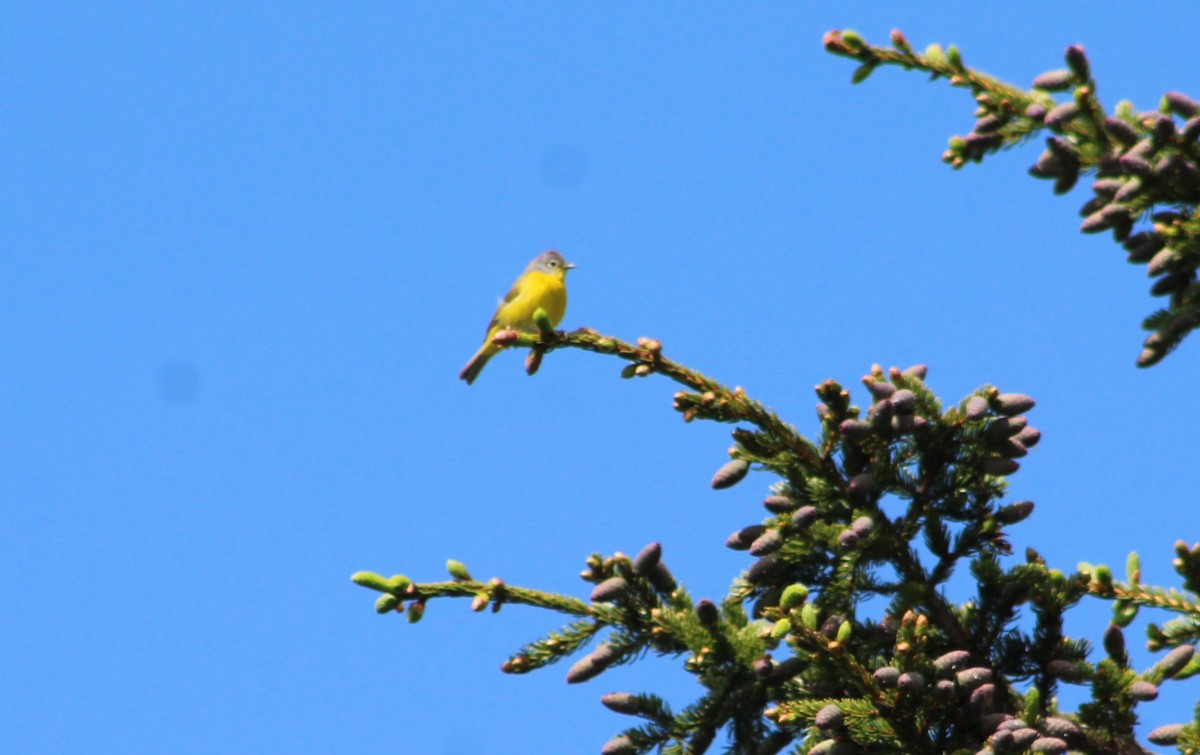 Nashville Warbler - ML620208581