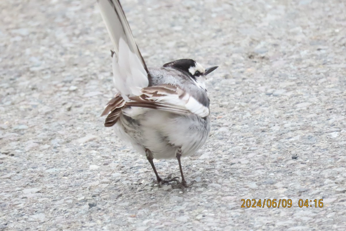 White Wagtail - ML620208585