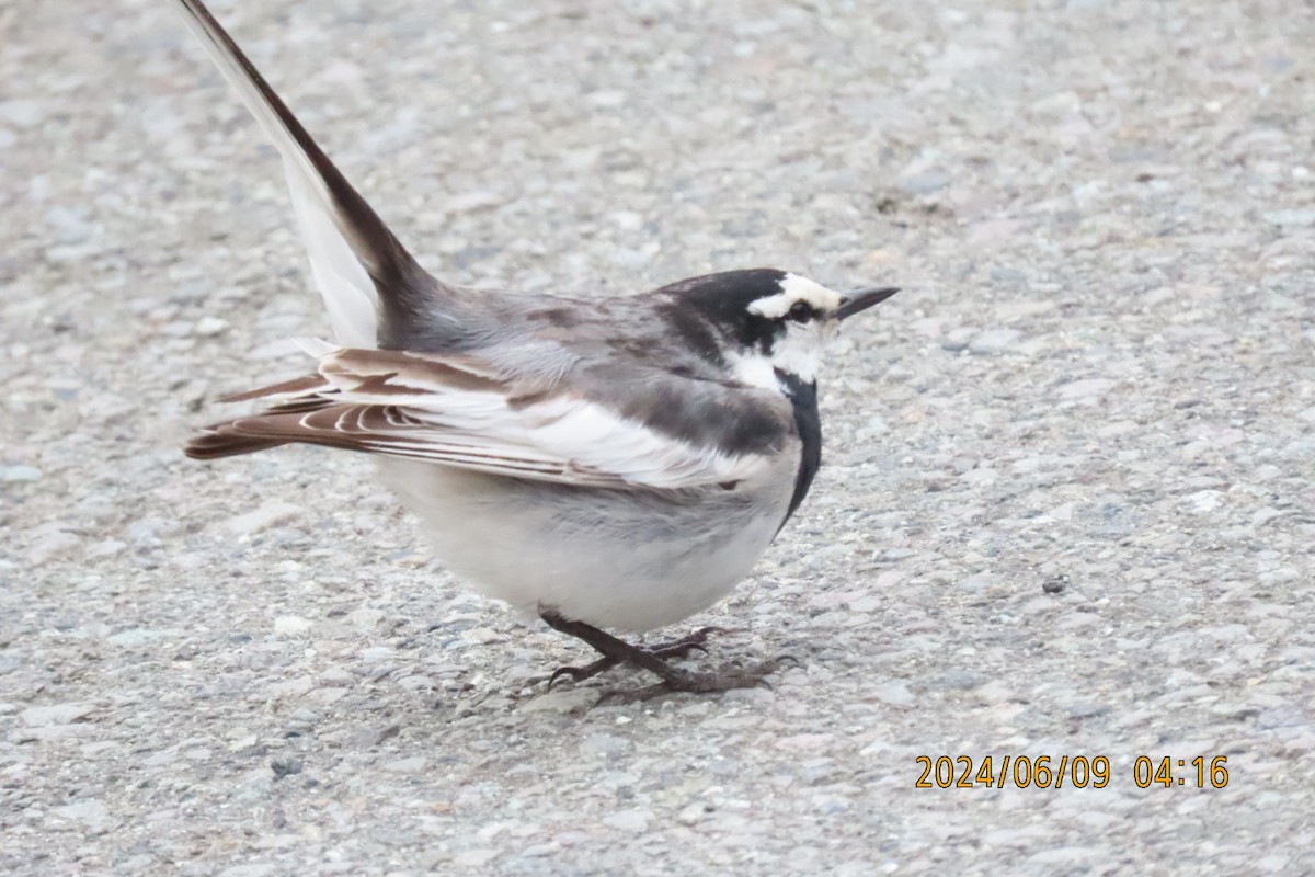 White Wagtail - ML620208590