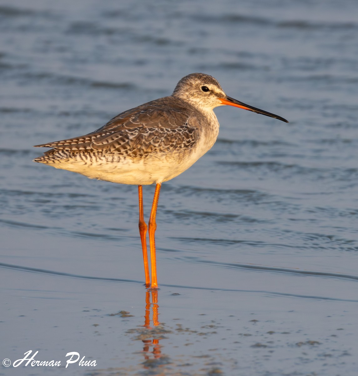Spotted Redshank - ML620208600