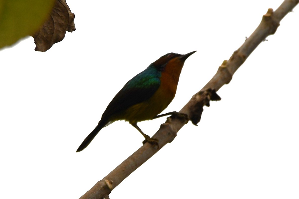 Ruby-cheeked Sunbird - ML620208602