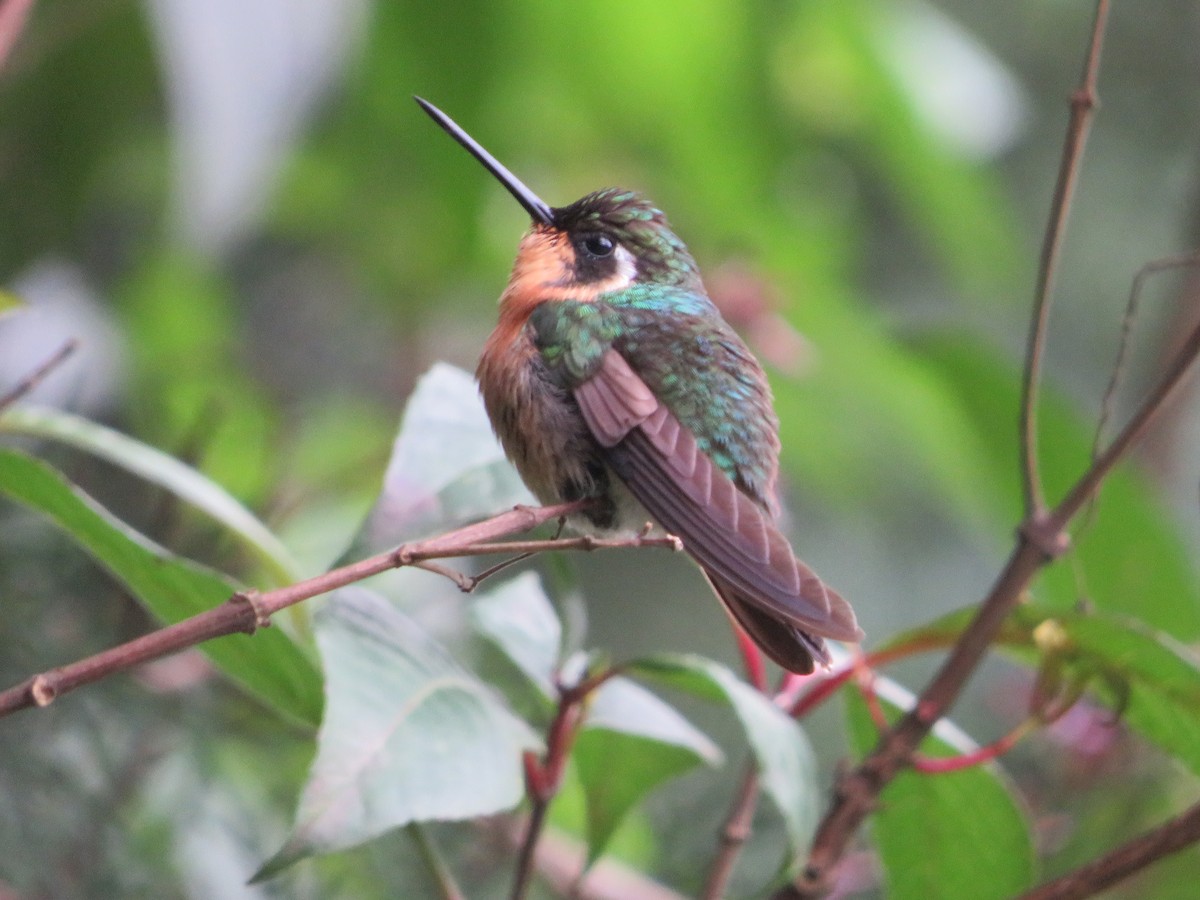 kolibřík fialovohrdlý - ML620208606